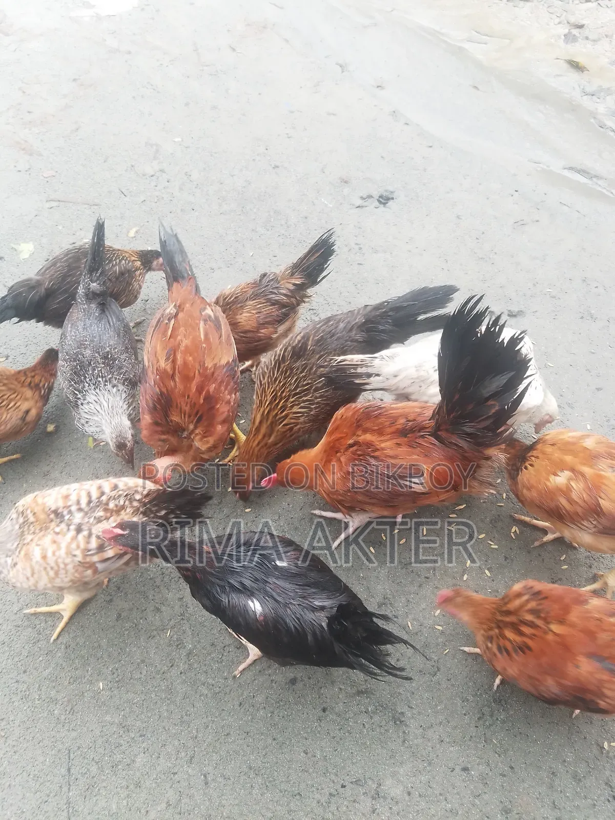 মুরগি বিক্রি