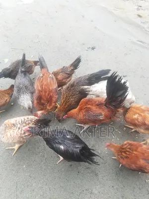 মুরগি বিক্রি
