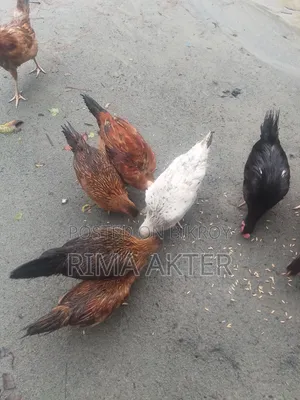 মুরগি বিক্রি