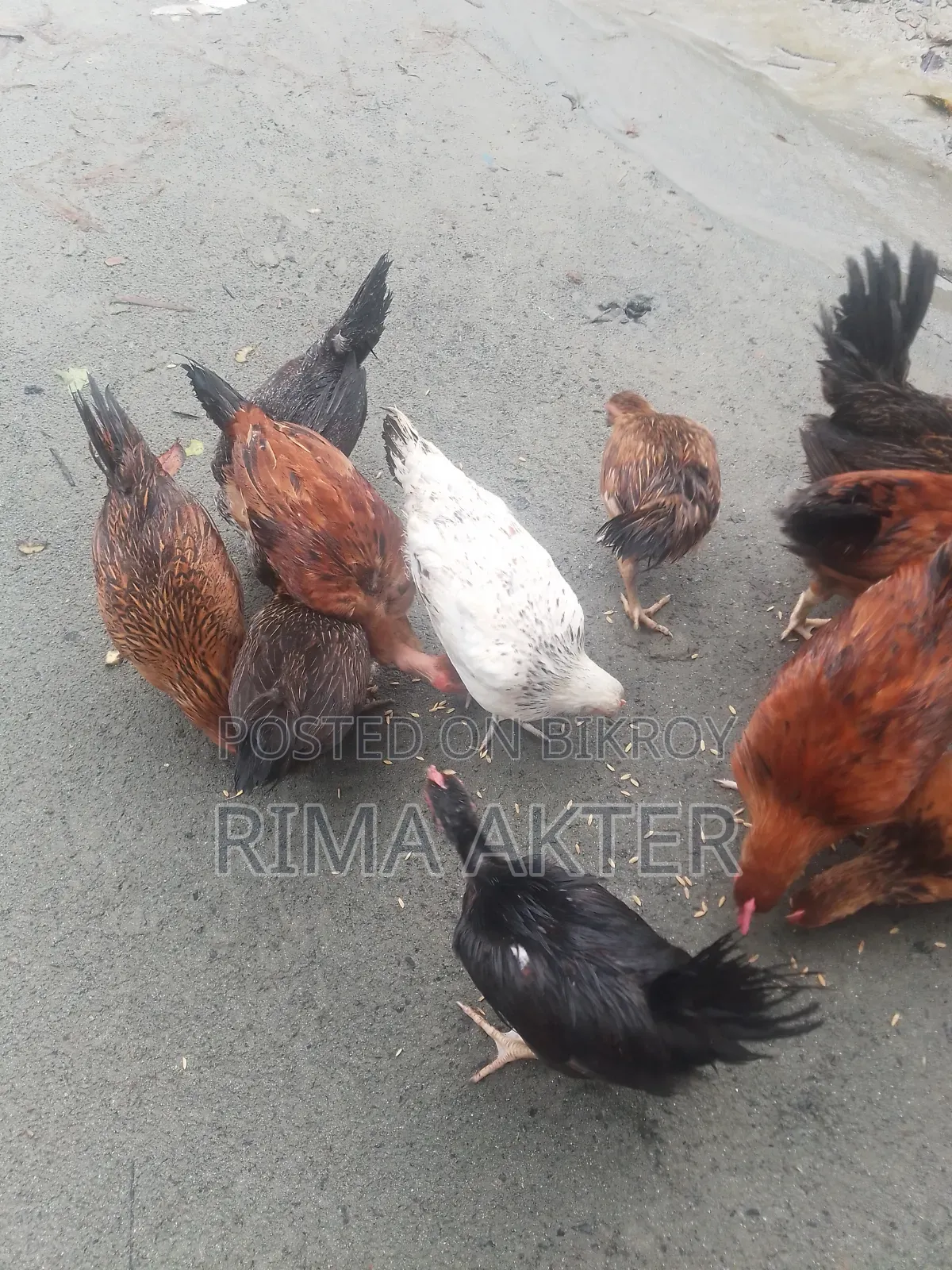 মুরগি বিক্রি