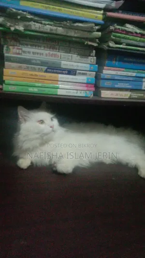 ১+ বছর বয়সী পুরুষ পিওর পার্সিয়ান