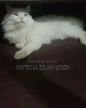 ১+ বছর বয়সী পুরুষ খাঁটি পার্সিয়ান