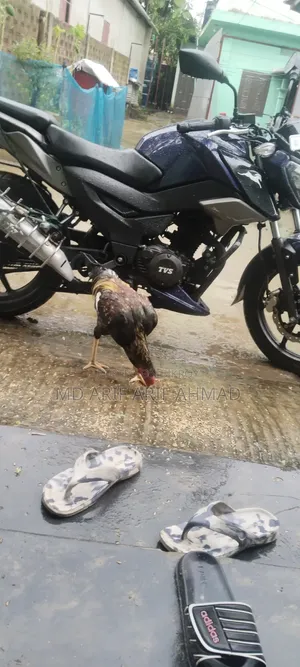 Sarali Duck