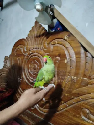 Indian Ringneck Parrot Chicks