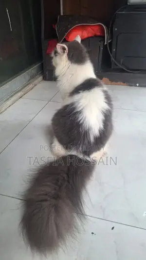3-6 Months Male Purebred Persian