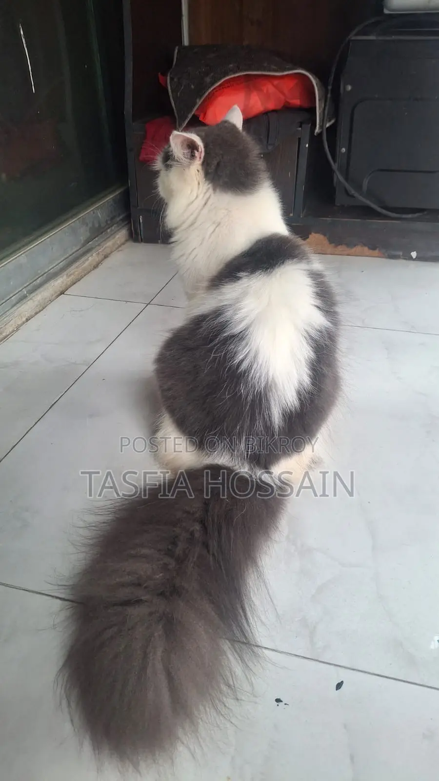 3-6 Months Male Purebred Persian