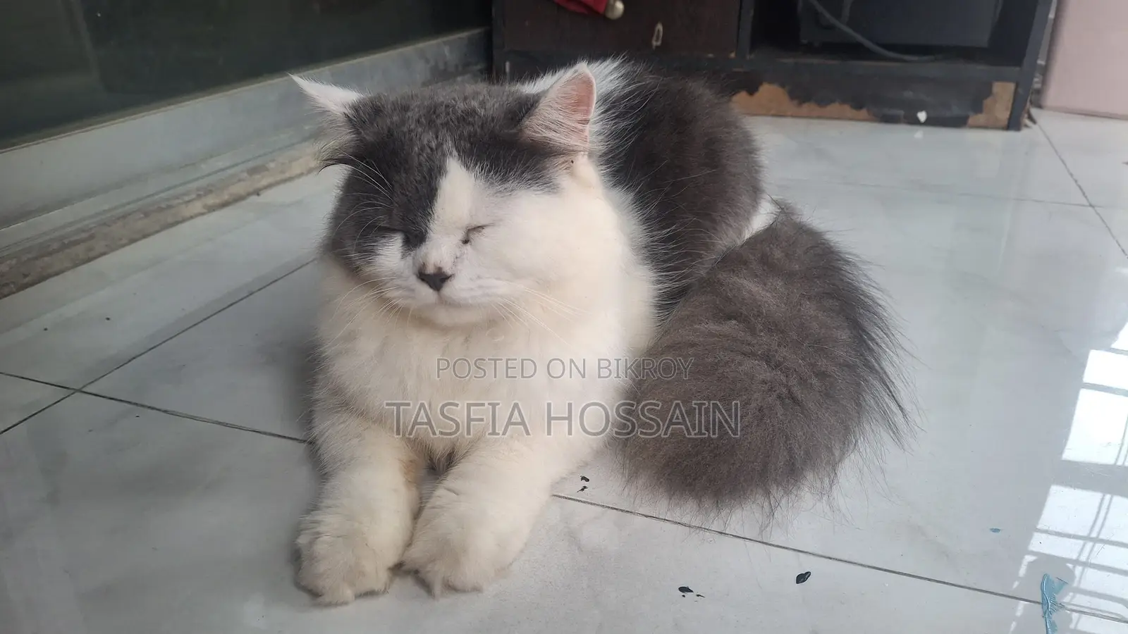 3-6 Months Male Purebred Persian