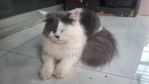 3-6 Months Male Purebred Persian