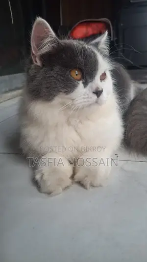 3-6 Months Male Purebred Persian