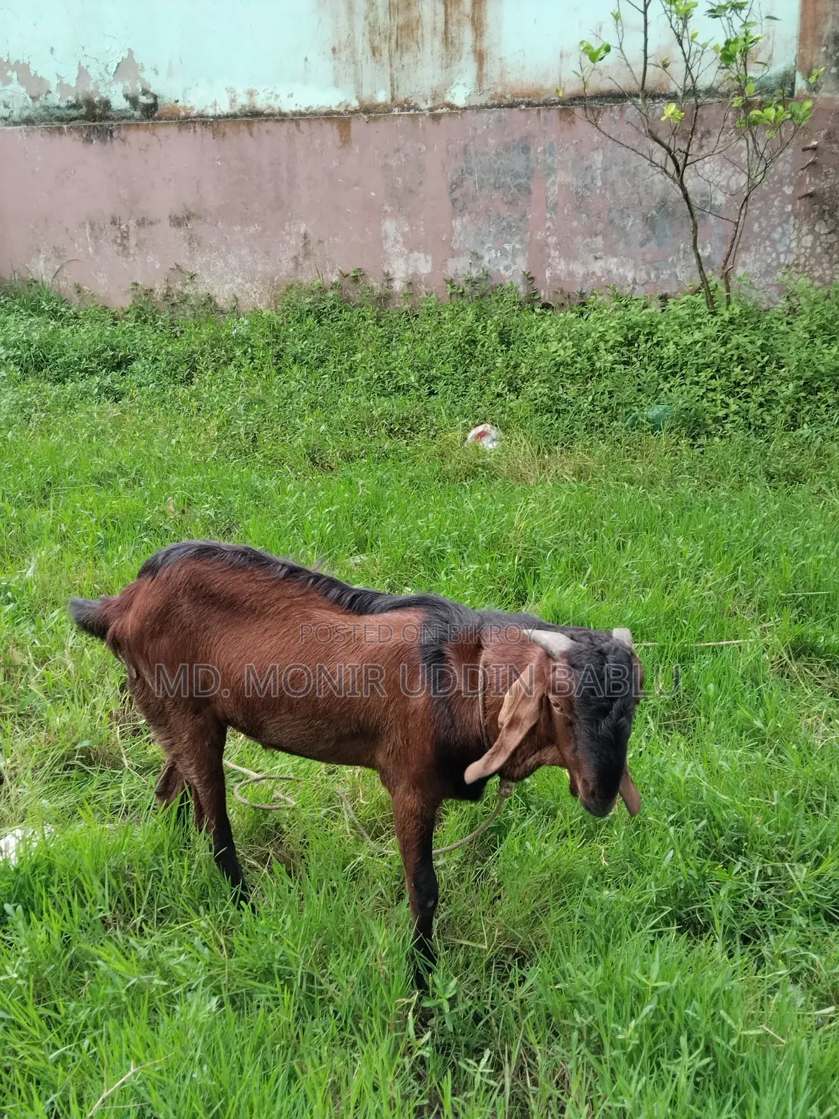 Male Goat for Sale