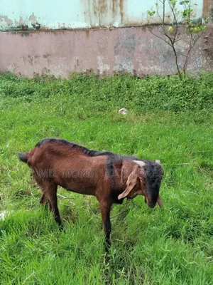 পাঠা ছাগল সেল হবে