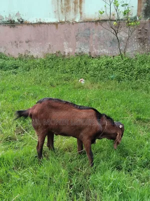 Male Goat for Sale