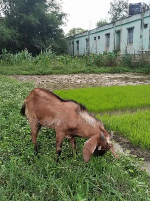 Male Goat for Sale
