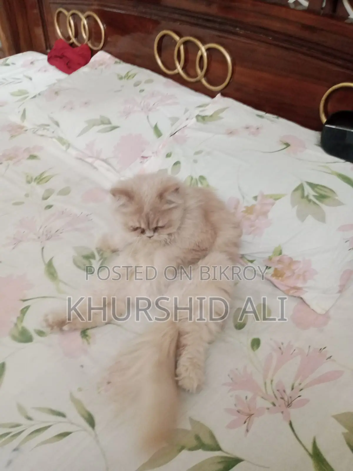 ৬-১২ মাসের নারী খাঁটি পার্সিয়ান