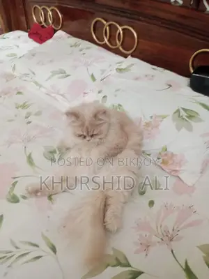 ৬-১২ মাসের নারী খাঁটি পার্সিয়ান