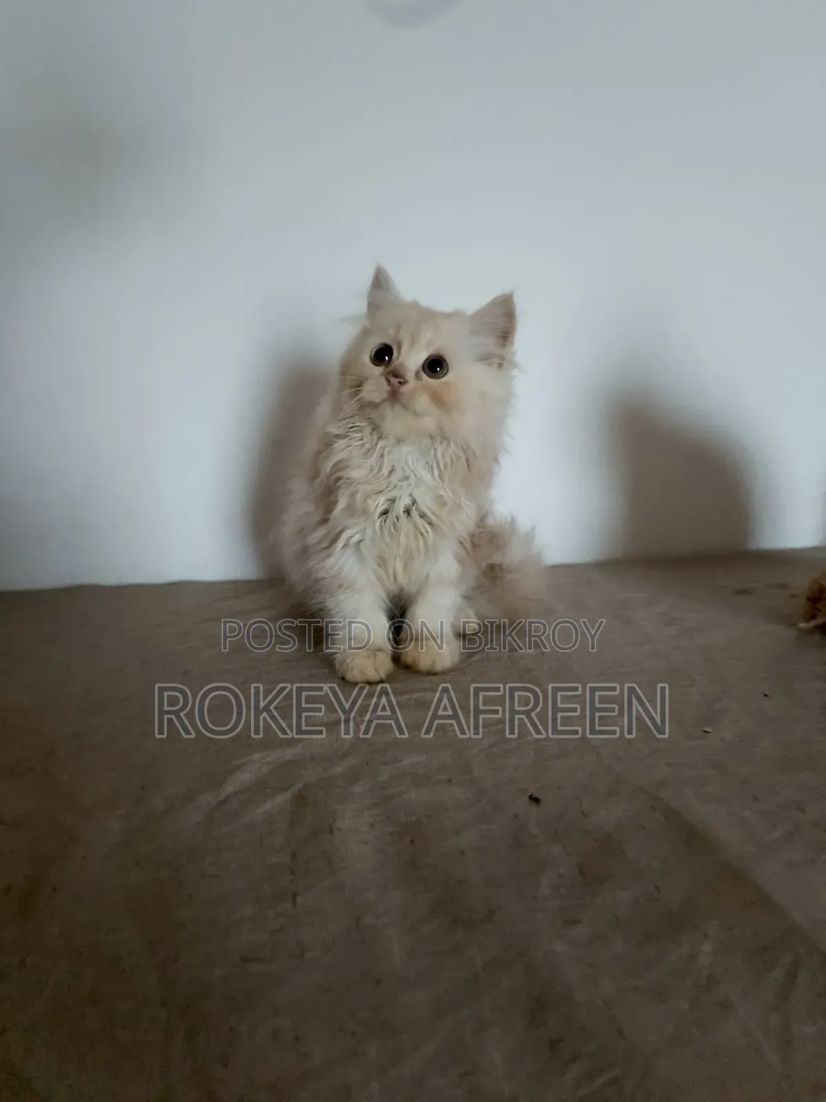 1-3 months Male Purebred Persian