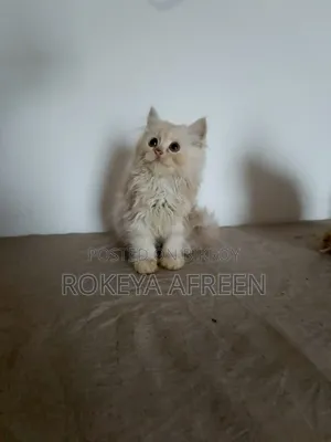 1-3 months Male Purebred Persian