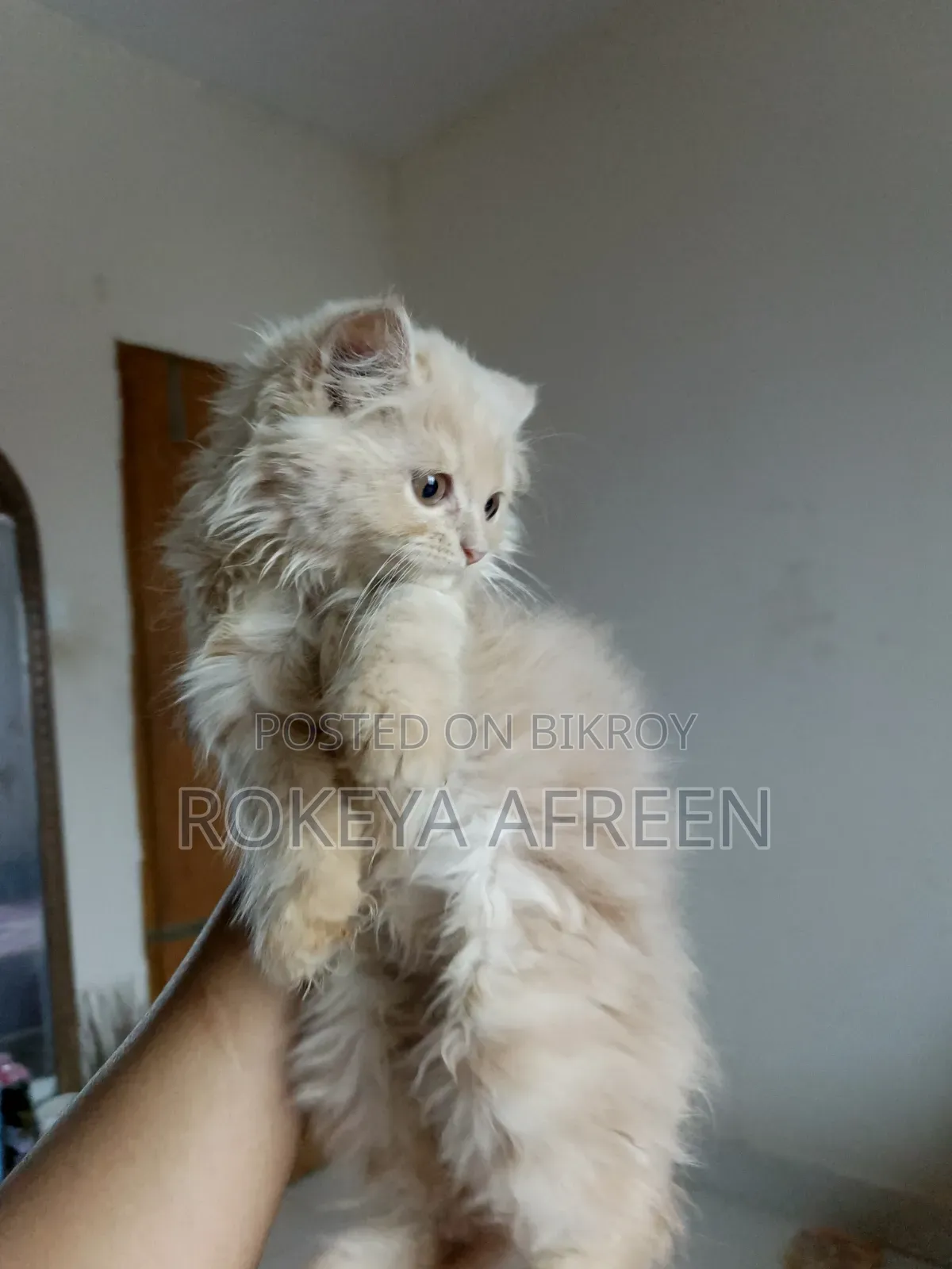 1-3 months Male Purebred Persian