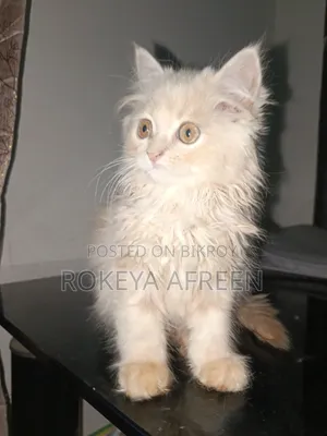 1-3 months Male Purebred Persian