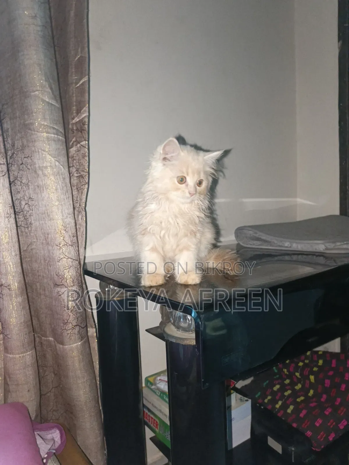 1-3 months Male Purebred Persian