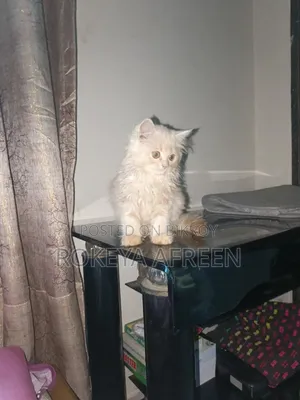 1-3 months Male Purebred Persian