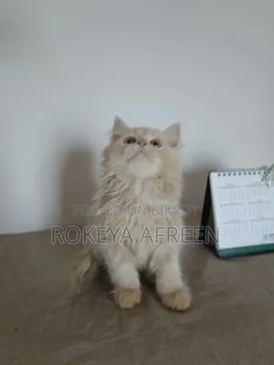 1-3 months Male Purebred Persian