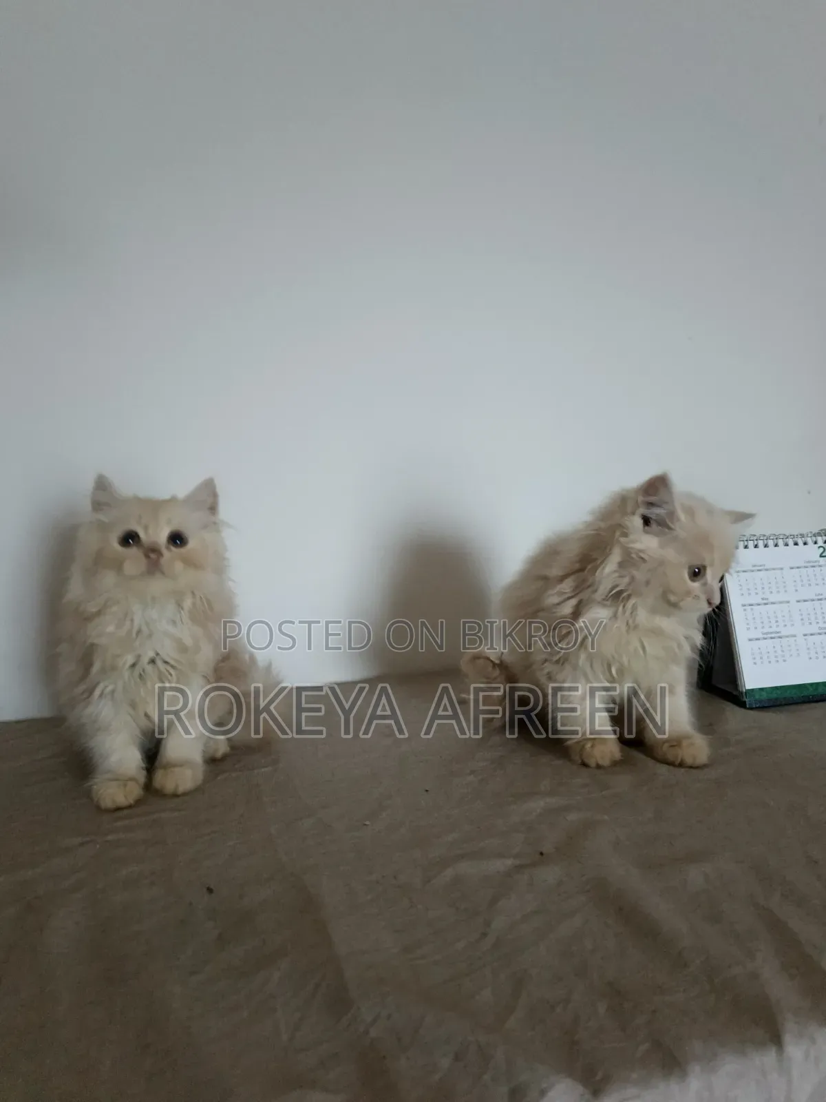 1-3 months Male Purebred Persian