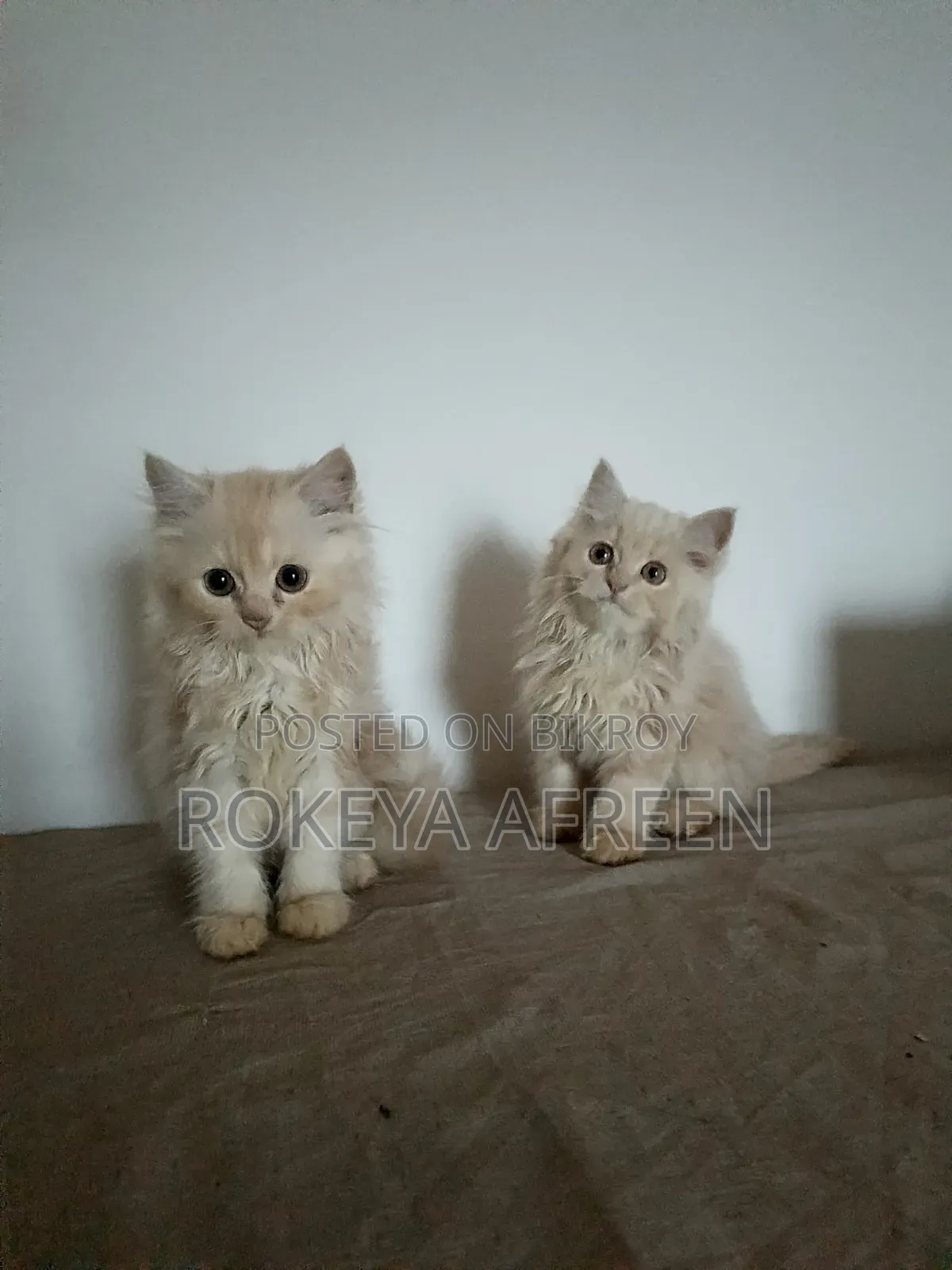 1-3 months Male Purebred Persian