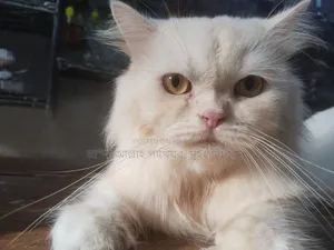 1+ year Female Purebred Persian