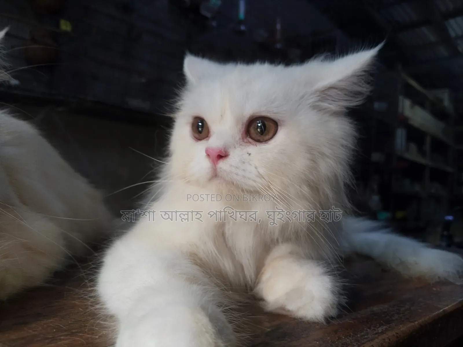 1+ Year Female Purebred Persian Cat