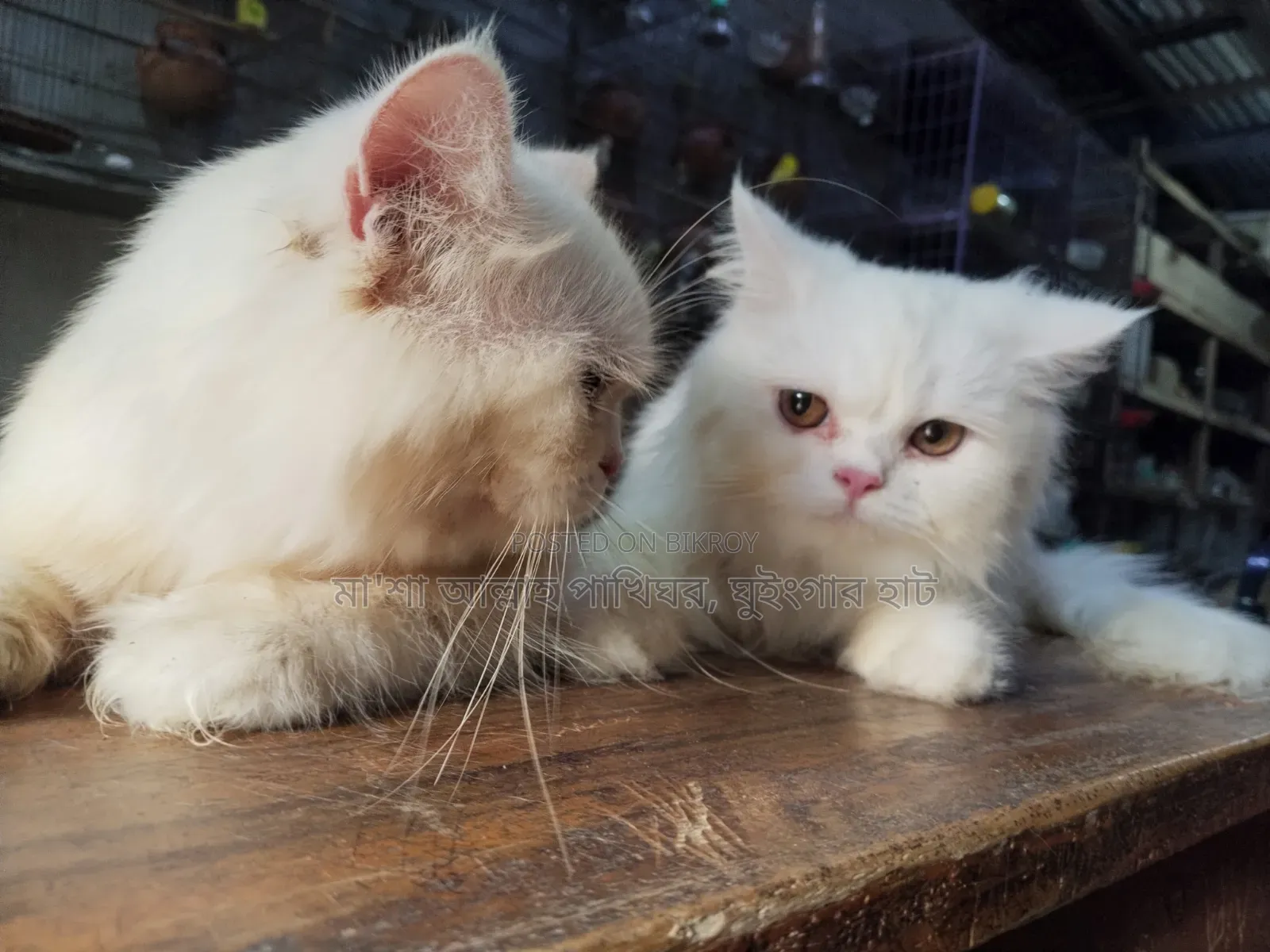 1+ Year Female Purebred Persian Cat