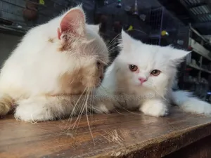 1+ Year Female Purebred Persian Cat