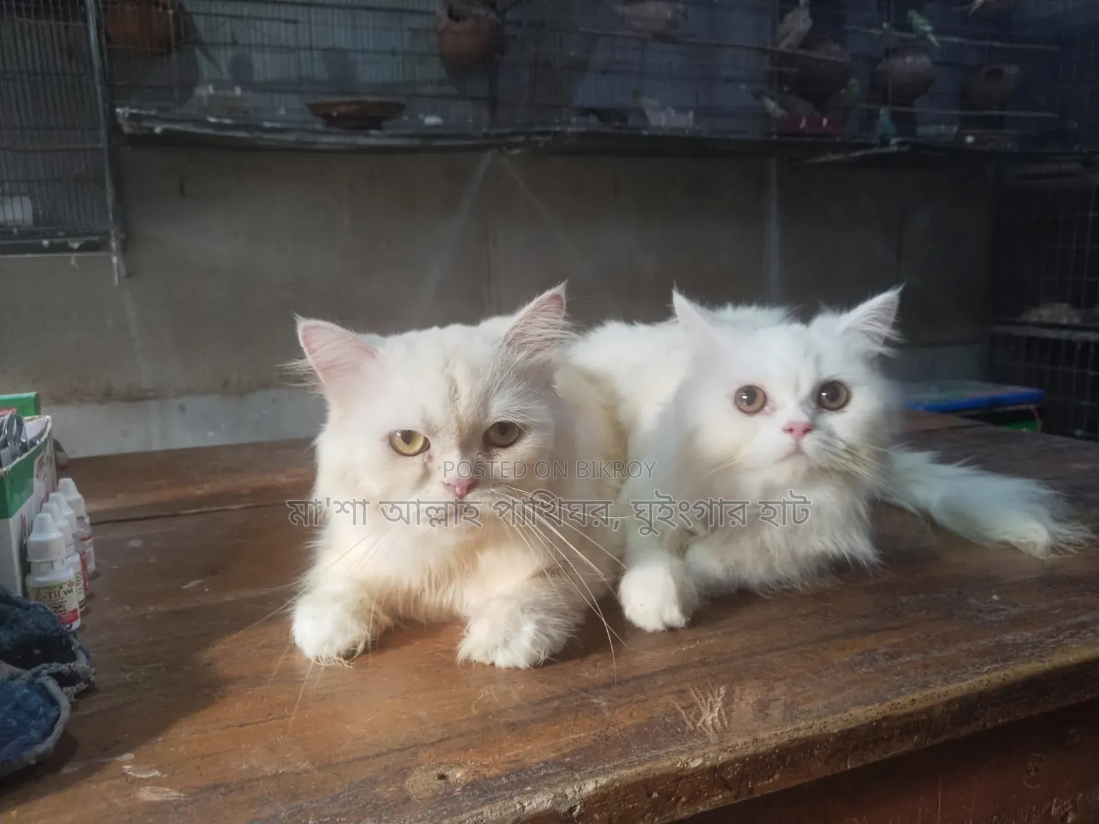 1+ Year Female Purebred Persian Cat