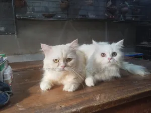 1+ Year Female Purebred Persian Cat