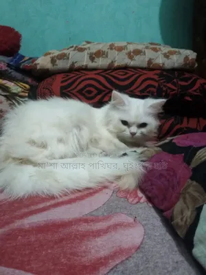1+ Year Female Purebred Persian Cat