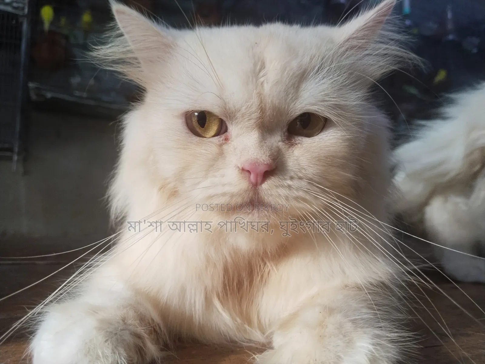 1+ Year Female Purebred Persian Cat