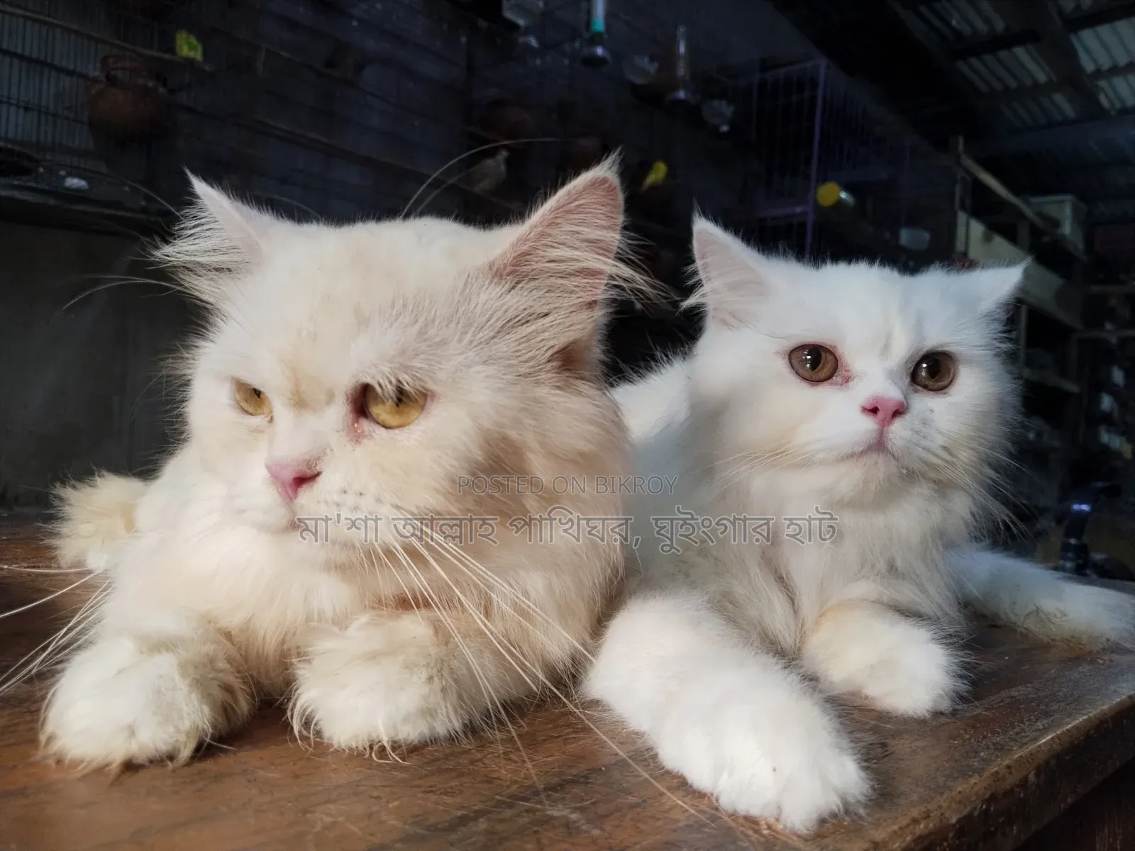 1+ Year Female Purebred Persian Cat