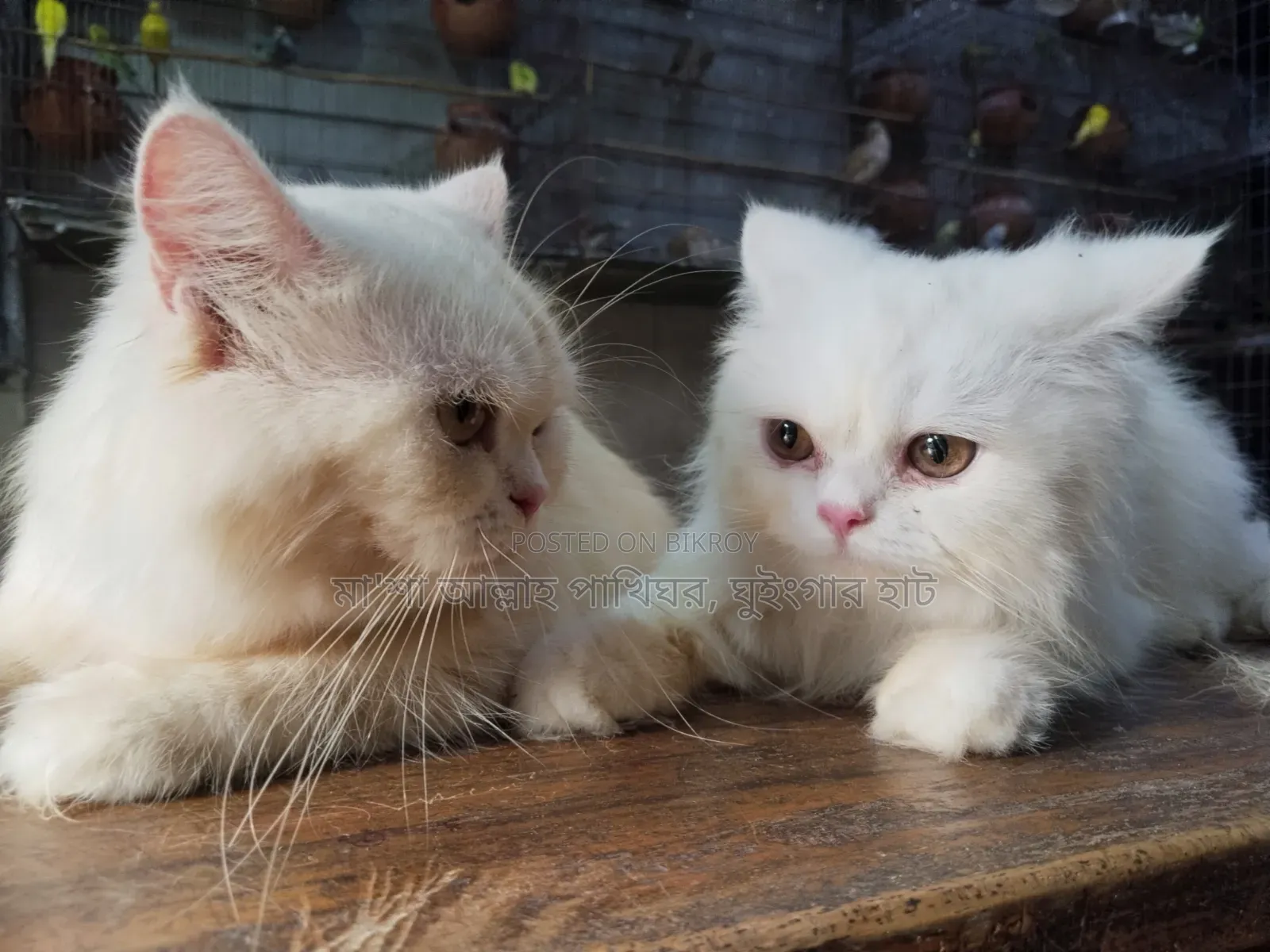 1+ Year Female Purebred Persian Cat