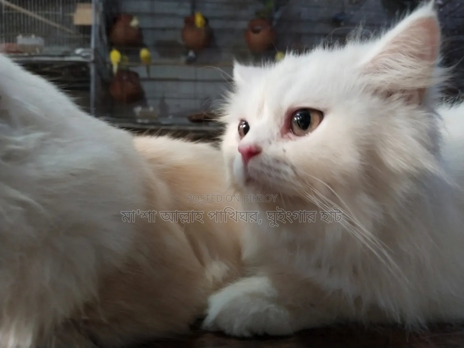 1+ Year Female Purebred Persian Cat