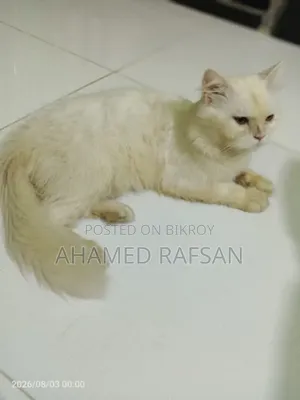 6-12 Months Male Purebred Persian