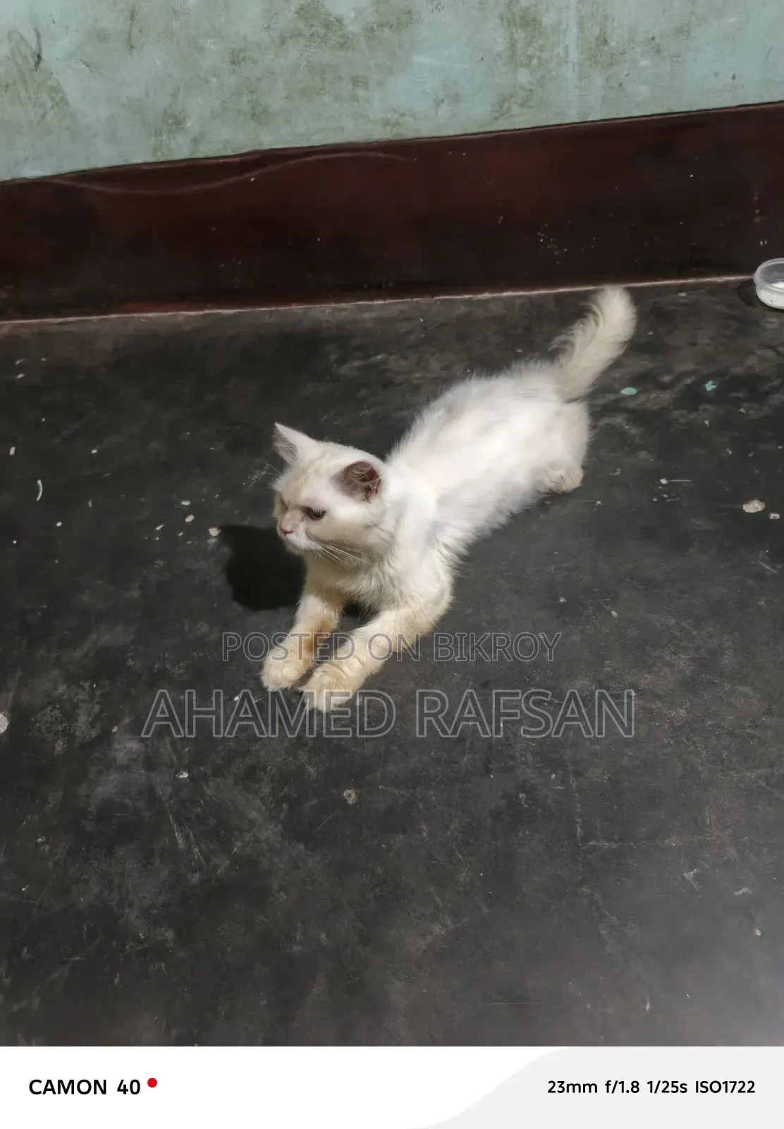 6-12 Months Male Purebred Persian