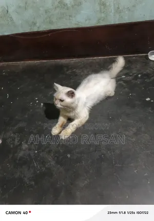 6-12 Months Male Purebred Persian