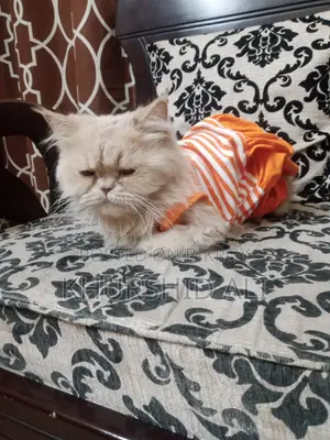 6-12 Months Female Purebred Persian