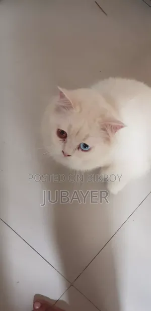 6-12 months Male Purebred Persian Cat