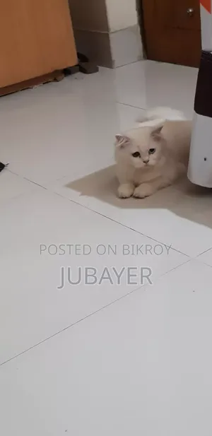 6-12 Months Male Purebred Persian Cat