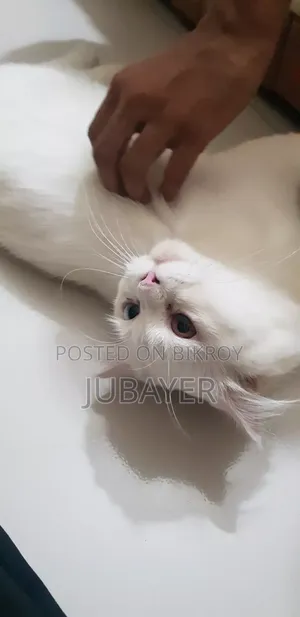 6-12 Months Male Purebred Persian Cat