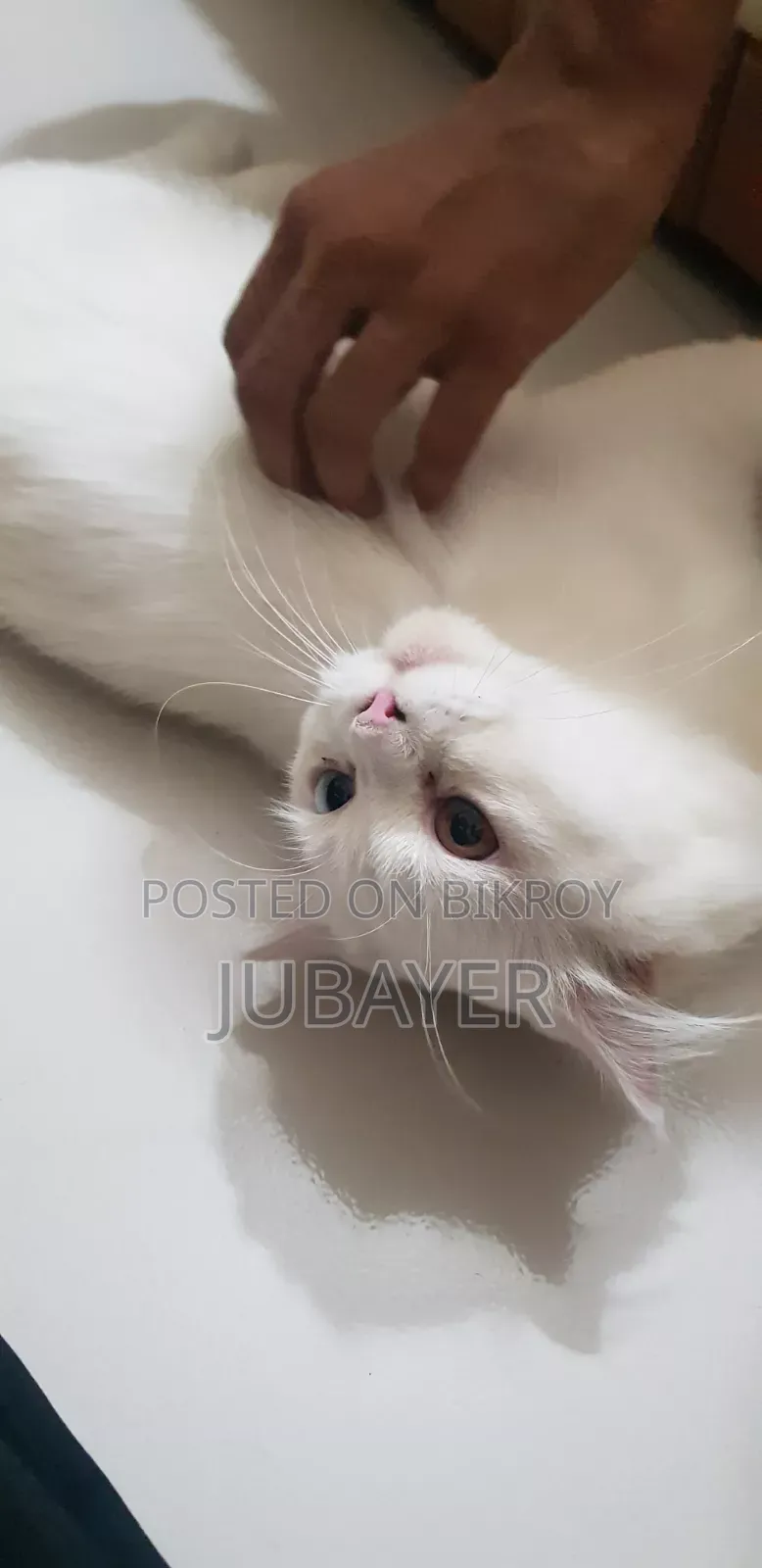 6-12 Months Male Purebred Persian Cat