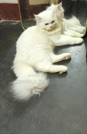 3-6 months Male Purebred Persian
