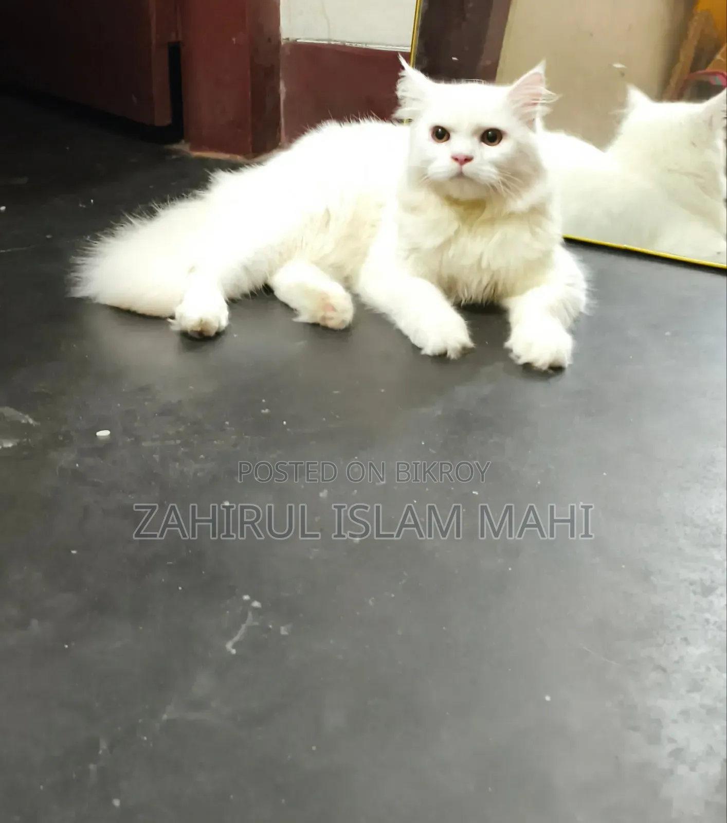 3-6 Months Male Purebred Persian
