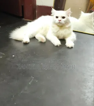 3-6 Months Male Purebred Persian